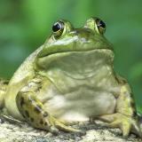 Toads