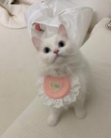Котики 🤍
