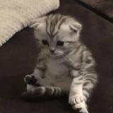 Стикеры и гифки телеграм | Stickers & Gifs telegram