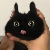 Dsahs
